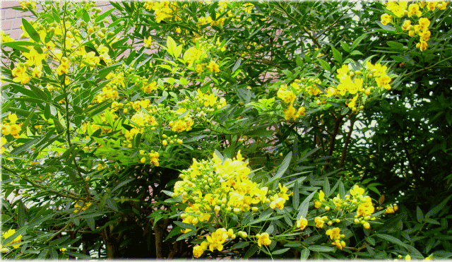 ハナセンナ(花せんな)　黄色の花